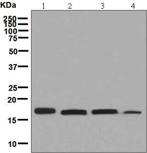 Western blot - Anti-PDRG1 antibody [EPR6062(2)] (AB131219)