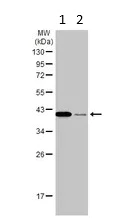Western blot - Anti-PDX1 antibody (AB227586)