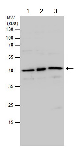 Western blot - Anti-PDX1 antibody (AB227586)
