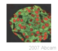 Immunocytochemistry/ Immunofluorescence - Anti-PDX1 antibody (AB47308)
