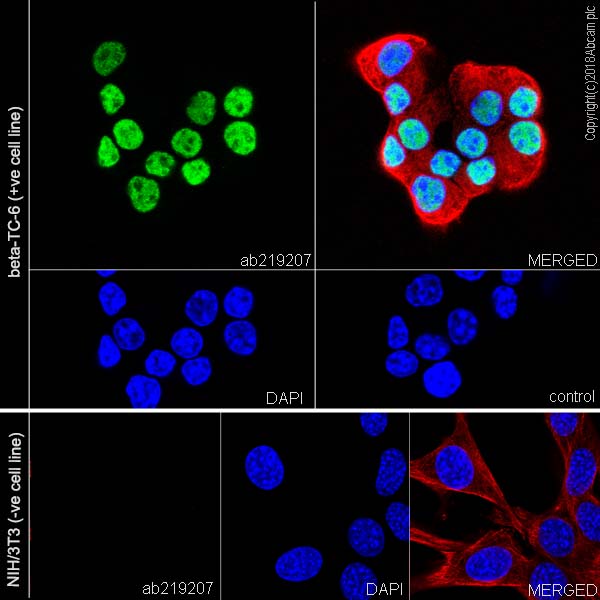 Immunocytochemistry/ Immunofluorescence - Anti-PDX1 antibody [EPR22002] (AB219207), expandable thumbnail