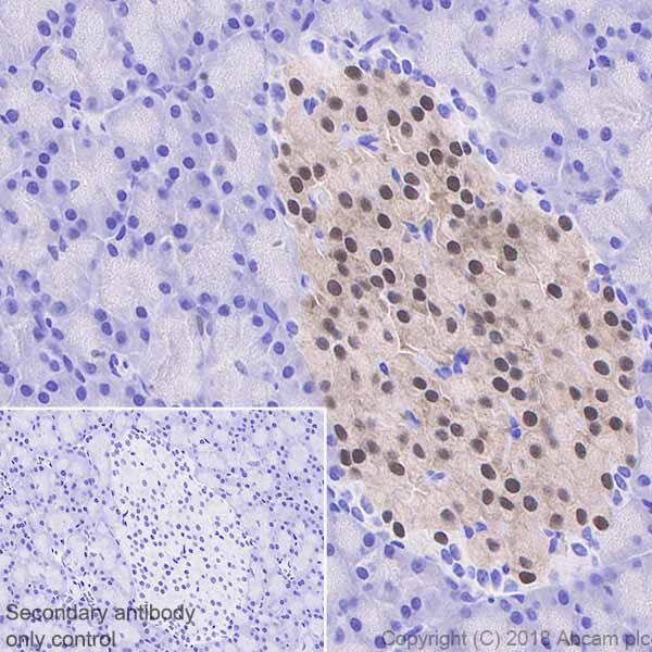 Immunohistochemistry (Formalin/PFA-fixed paraffin-embedded sections) - Anti-PDX1 antibody [EPR22002] (ab219207), expandable thumbnail