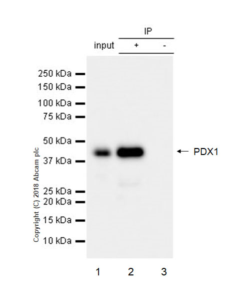 Immunoprecipitation - Anti-PDX1 antibody [EPR22002] (AB219207), expandable thumbnail