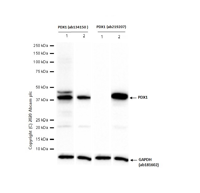 Western blot - Anti-PDX1 antibody [EPR22002] (AB219207), expandable thumbnail