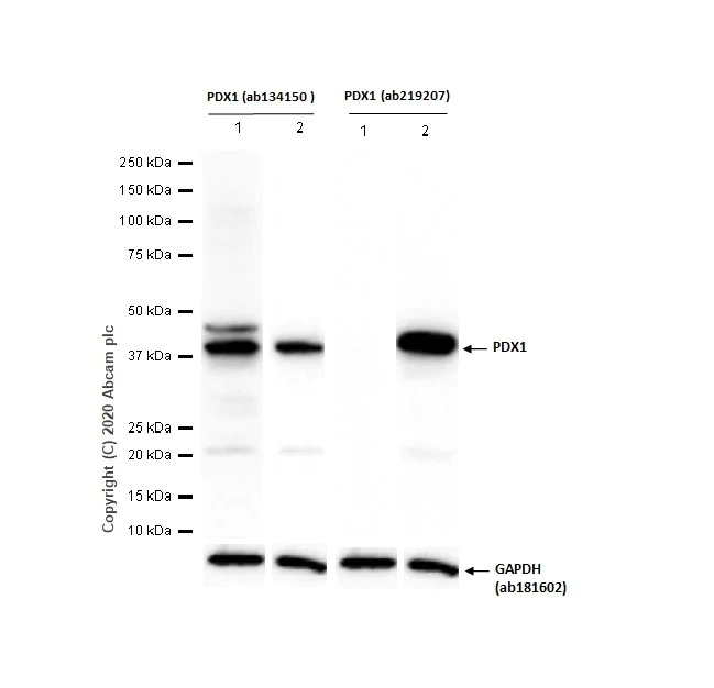 Western blot - Anti-PDX1 antibody [EPR22002] (AB219207)