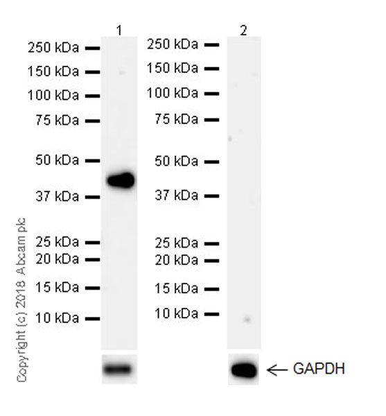 Western blot - Anti-PDX1 antibody [EPR22002] (AB219207), expandable thumbnail