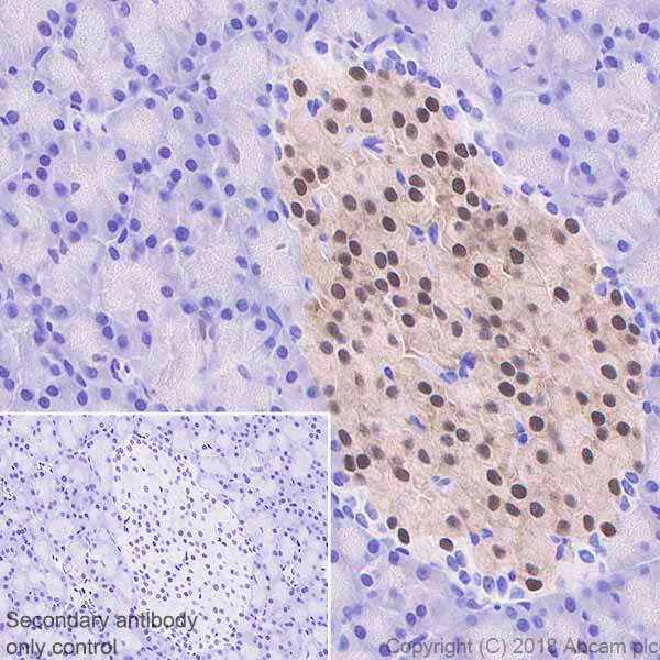 Immunohistochemistry (Formalin/PFA-fixed paraffin-embedded sections) - Anti-PDX1 antibody [EPR22002] - BSA and Azide free (AB234633)