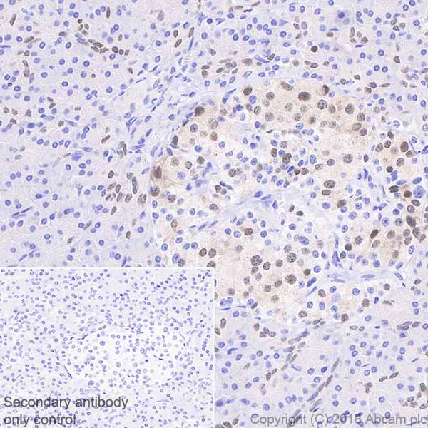 Immunohistochemistry (Formalin/PFA-fixed paraffin-embedded sections) - Anti-PDX1 antibody [EPR22002] - BSA and Azide free (AB234633)