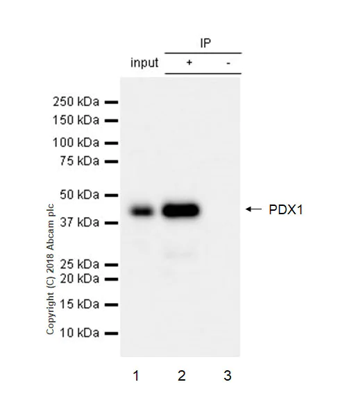 Immunoprecipitation - Anti-PDX1 antibody [EPR22002] - BSA and Azide free (AB234633)