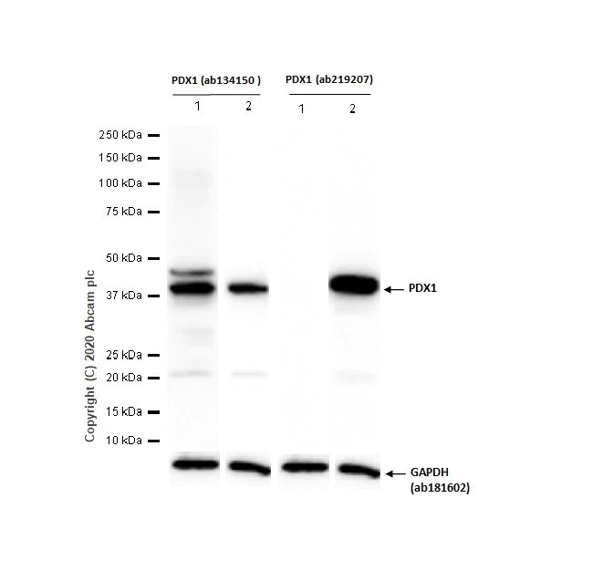 Western blot - Anti-PDX1 antibody [EPR22002] - BSA and Azide free (AB234633)