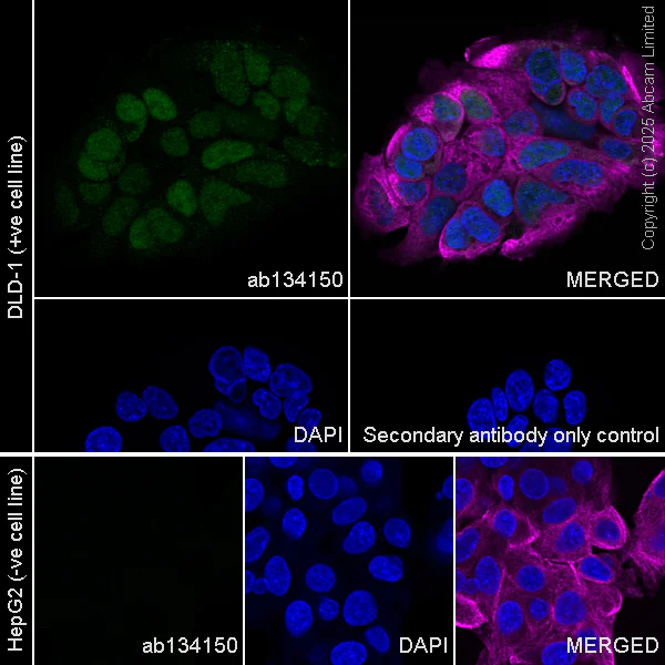 Immunocytochemistry/ Immunofluorescence - Anti-PDX1 antibody [EPR3358(2)] (AB134150)