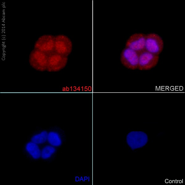Immunocytochemistry/ Immunofluorescence - Anti-PDX1 antibody [EPR3358(2)] - BSA and Azide free (AB240084), expandable thumbnail