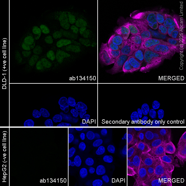 Immunocytochemistry/ Immunofluorescence - Anti-PDX1 antibody [EPR3358(2)] - BSA and Azide free (ab240084), expandable thumbnail