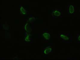 Immunocytochemistry/ Immunofluorescence - Anti-PDX1 antibody [OTI2A12] (AB84987), expandable thumbnail