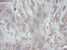 Immunohistochemistry (Formalin/PFA-fixed paraffin-embedded sections) - Anti-PDX1 antibody [OTI2A12] (AB84987)