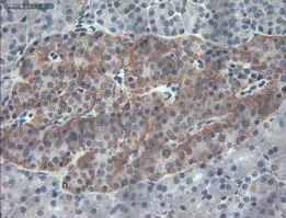 Immunohistochemistry (Formalin/PFA-fixed paraffin-embedded sections) - Anti-PDX1 antibody [OTI2A12] (AB84987)