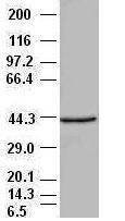 Western blot - Anti-PDX1 antibody [OTI2A12] (AB84987), expandable thumbnail