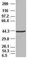 Western blot - Anti-PDX1 antibody [OTI2A12] (AB84987)