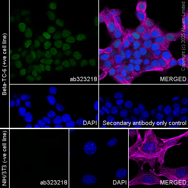 Immunocytochemistry/ Immunofluorescence - Anti-PDX1 antibody [RM1269] (ab323218), expandable thumbnail
