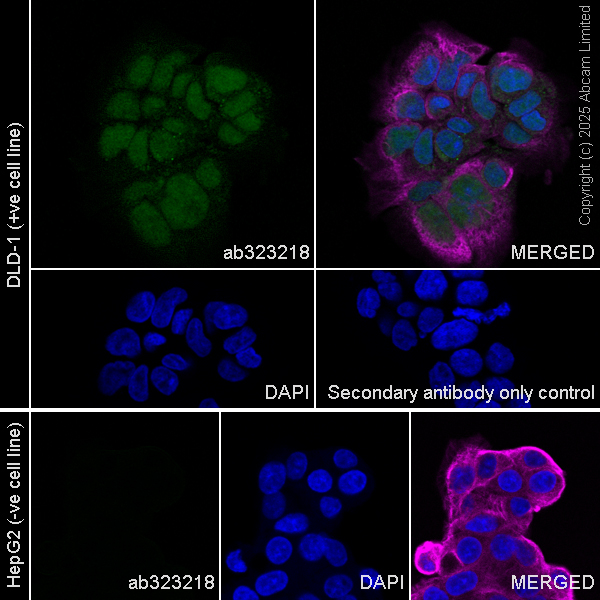 Immunocytochemistry/ Immunofluorescence - Anti-PDX1 antibody [RM1269] (ab323218), expandable thumbnail