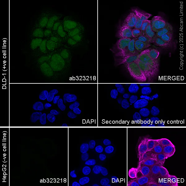 Immunocytochemistry/ Immunofluorescence - Anti-PDX1 antibody [RM1269] (AB323218)