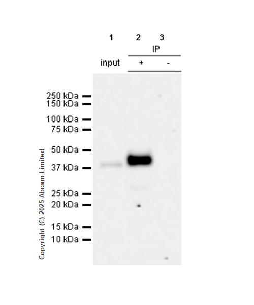Immunoprecipitation - Anti-PDX1 antibody [RM1269] (AB323218), expandable thumbnail