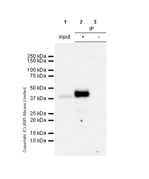 Immunoprecipitation - Anti-PDX1 antibody [RM1269] (AB323218)