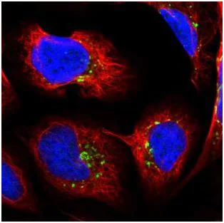Immunocytochemistry/ Immunofluorescence - Anti-PDXDC1 antibody (AB187971)