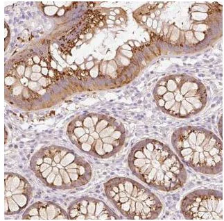 Immunohistochemistry (Formalin/PFA-fixed paraffin-embedded sections) - Anti-PDXDC1 antibody (AB187971)