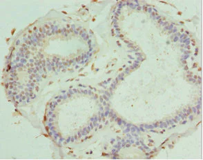 Immunohistochemistry (Formalin/PFA-fixed paraffin-embedded sections) - Anti-PDXK antibody (AB229620)
