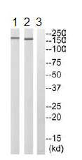 Western blot - Anti-PDZ-RhoGEF antibody (AB110059)