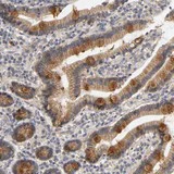 Immunohistochemistry (Formalin/PFA-fixed paraffin-embedded sections) - Anti-PDZD11 antibody (AB121210)