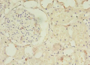 Immunohistochemistry (Formalin/PFA-fixed paraffin-embedded sections) - Anti-PDZD3 antibody (AB235412)