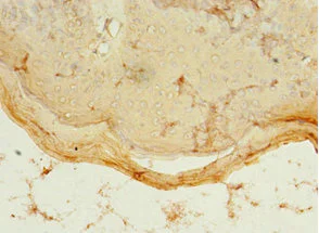 Immunohistochemistry (Formalin/PFA-fixed paraffin-embedded sections) - Anti-PDZD3 antibody (AB235412)