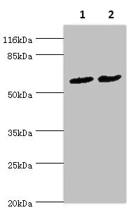 Western blot - Anti-PDZD3 antibody (AB235412)
