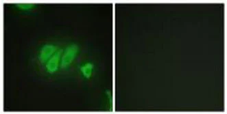 Immunocytochemistry/ Immunofluorescence - Anti-PDZK3/Pin1 antibody (AB196631)