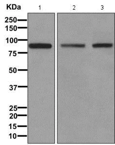 Western blot - Anti-PDZRN4 antibody [EPR11852] (AB171083)