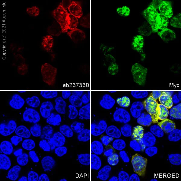 Immunocytochemistry/ Immunofluorescence - PE Anti-6X His tag® antibody [EPR20547] (AB237338)