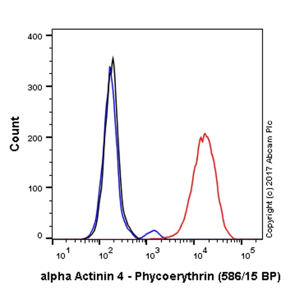 Flow Cytometry (Intracellular) - PE Anti-alpha Actinin 4 antibody [EPR2533(2)] - Cytoskeleton Marker (AB223936)