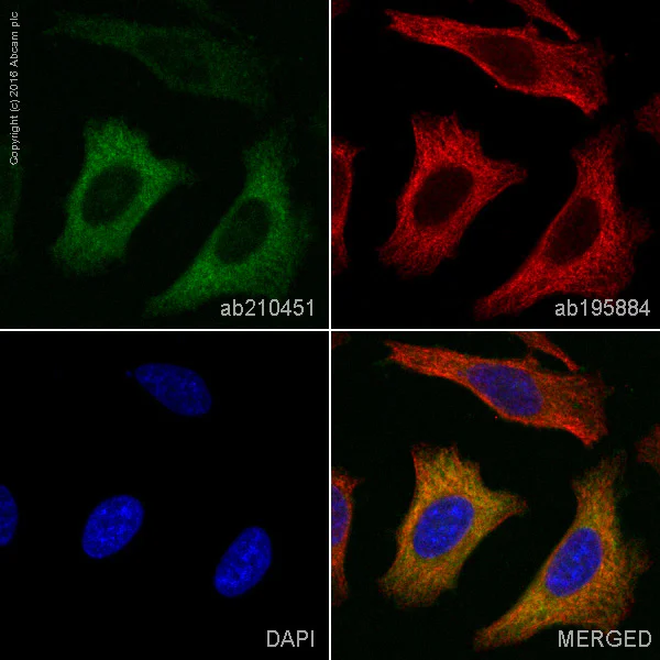 Immunocytochemistry/ Immunofluorescence - PE Anti-ASS1 antibody [EPR12398] (AB210451)