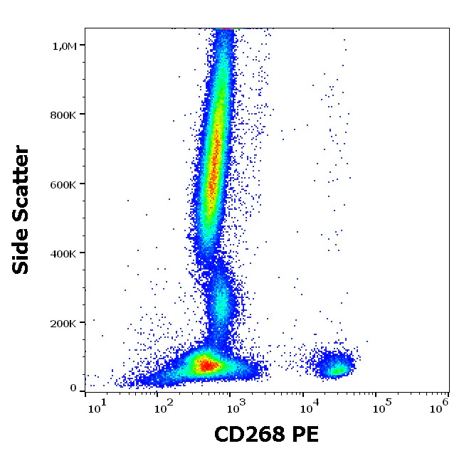 Flow Cytometry - PE Anti-BAFF-R antibody [11C1] (AB326499)