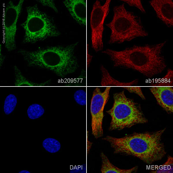 Immunocytochemistry/ Immunofluorescence - PE Anti-Calreticulin antibody [EPR3924] - ER Marker (AB209577)