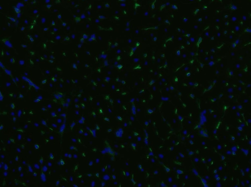 Immunohistochemistry (Frozen sections) - PE Anti-CD105 antibody [MEM-229] (AB53321)