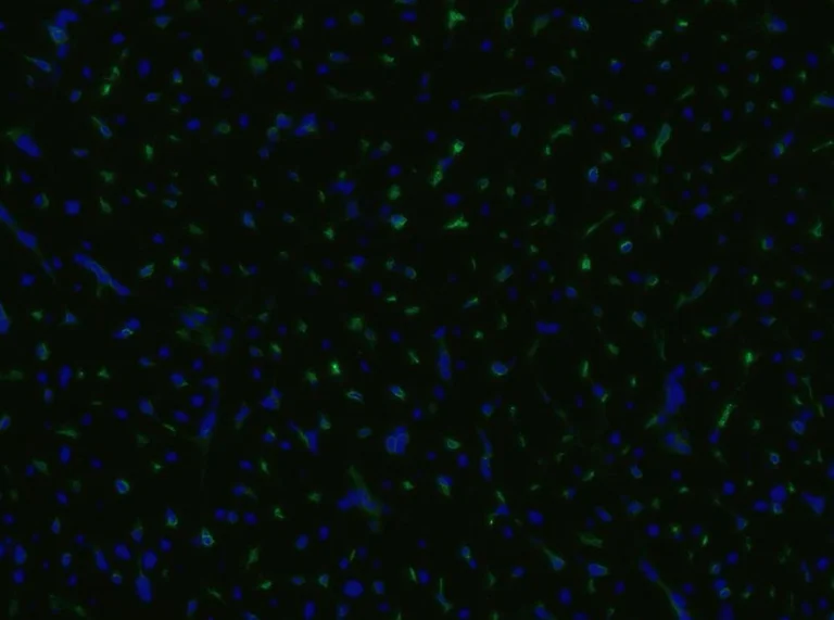 Immunohistochemistry (Frozen sections) - PE Anti-CD105 antibody [MEM-229] (AB53321)