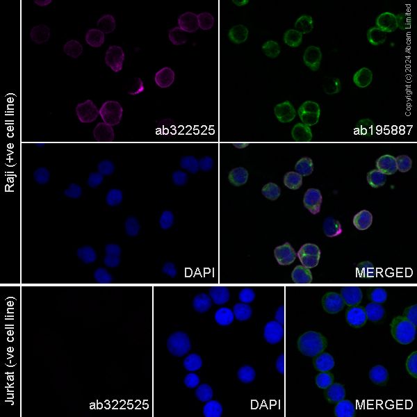 Immunocytochemistry/ Immunofluorescence - PE Anti-CD19 antibody [EPR5906] (AB322525), expandable thumbnail