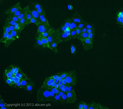 Immunocytochemistry/ Immunofluorescence - PE Anti-CD59 antibody [MEM-43] (AB36421)