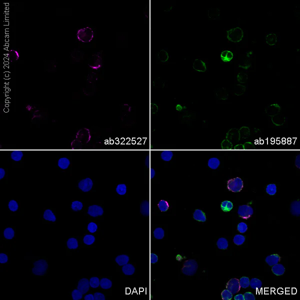 Immunocytochemistry/ Immunofluorescence - PE Anti-CD63 antibody [EPR22458-280] (AB322527)