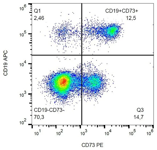 Flow Cytometry - PE Anti-CD73 antibody [AD2] (AB157335)