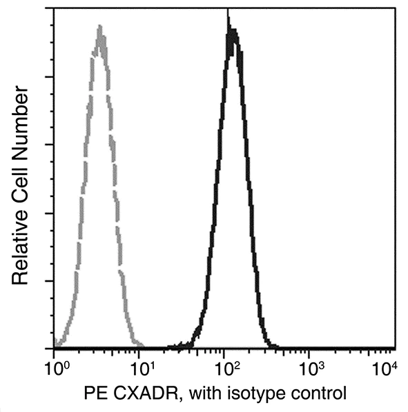Flow Cytometry - PE Anti-Coxsackie Adenovirus Receptor/hCAR antibody [271] (AB275684)