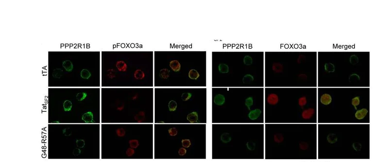 Fluorescence Microscopy - PE/Cy5® Conjugation Kit - Lightning-Link® (AB102893)